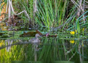 'Water resilience initiative' è l’iniziativa che mira a realizzare interventi basati sulla natura per favorire la tutela della biodiversità.