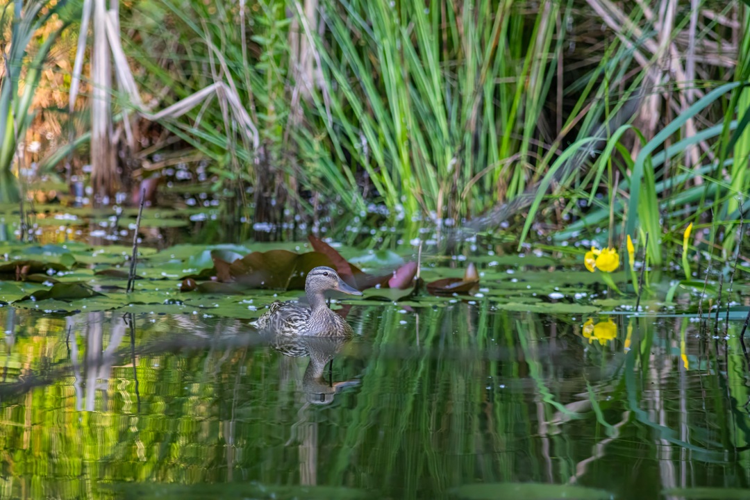 'Water resilience initiative' è l’iniziativa che mira a realizzare interventi basati sulla natura per favorire la tutela della biodiversità.