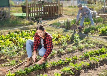 Dalla Lombardia investimento milionario a favore dei giovani in agricoltura