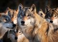 Cresce la presenza dei lupi in Lombardia, ma aumenta l’efficacia delle misure di prevenzione dai danni causati dai predatori.
