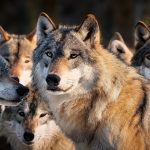Cresce la presenza dei lupi in Lombardia, ma aumenta l’efficacia delle misure di prevenzione dai danni causati dai predatori.