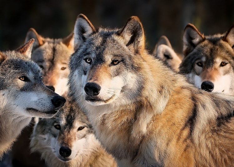 Cresce la presenza dei lupi in Lombardia, ma aumenta l’efficacia delle misure di prevenzione dai danni causati dai predatori.