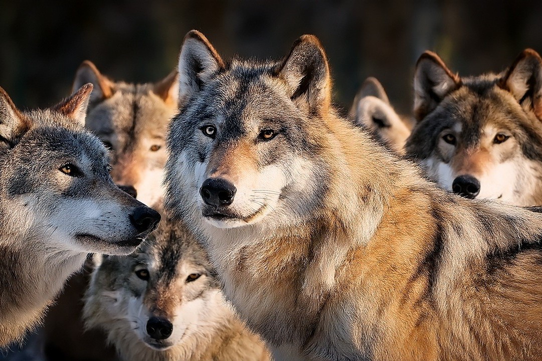 Cresce la presenza dei lupi in Lombardia, ma aumenta l’efficacia delle misure di prevenzione dai danni causati dai predatori.