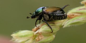 No allarmismo sulla Popillia japonica in Lombardia per l'assessore Beduschi