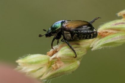 No allarmismo sulla Popillia japonica in Lombardia per l'assessore Beduschi