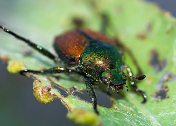 Con il Servizio fitosanitario la Lombardia in prima linea nel contrasto alla Popillia japonica
