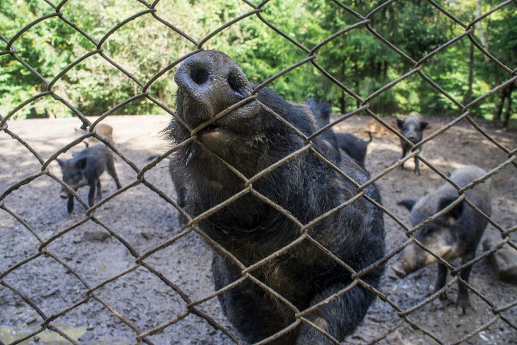 Contro la Peste suina africana e i cinghiali principali vettori, nuovo bando di Regione Lombardia da quasi 4,8 milioni per la biosicurezza