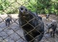 Contro la Peste suina africana e i cinghiali principali vettori, nuovo bando di Regione Lombardia da quasi 4,8 milioni per la biosicurezza