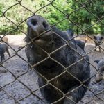 Contro la Peste suina africana e i cinghiali principali vettori, nuovo bando di Regione Lombardia da quasi 4,8 milioni per la biosicurezza