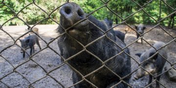 Contro la Peste suina africana e i cinghiali principali vettori, nuovo bando di Regione Lombardia da quasi 4,8 milioni per la biosicurezza