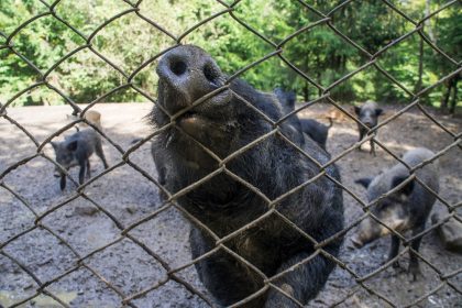 Contro la Peste suina africana e i cinghiali principali vettori, nuovo bando di Regione Lombardia da quasi 4,8 milioni per la biosicurezza