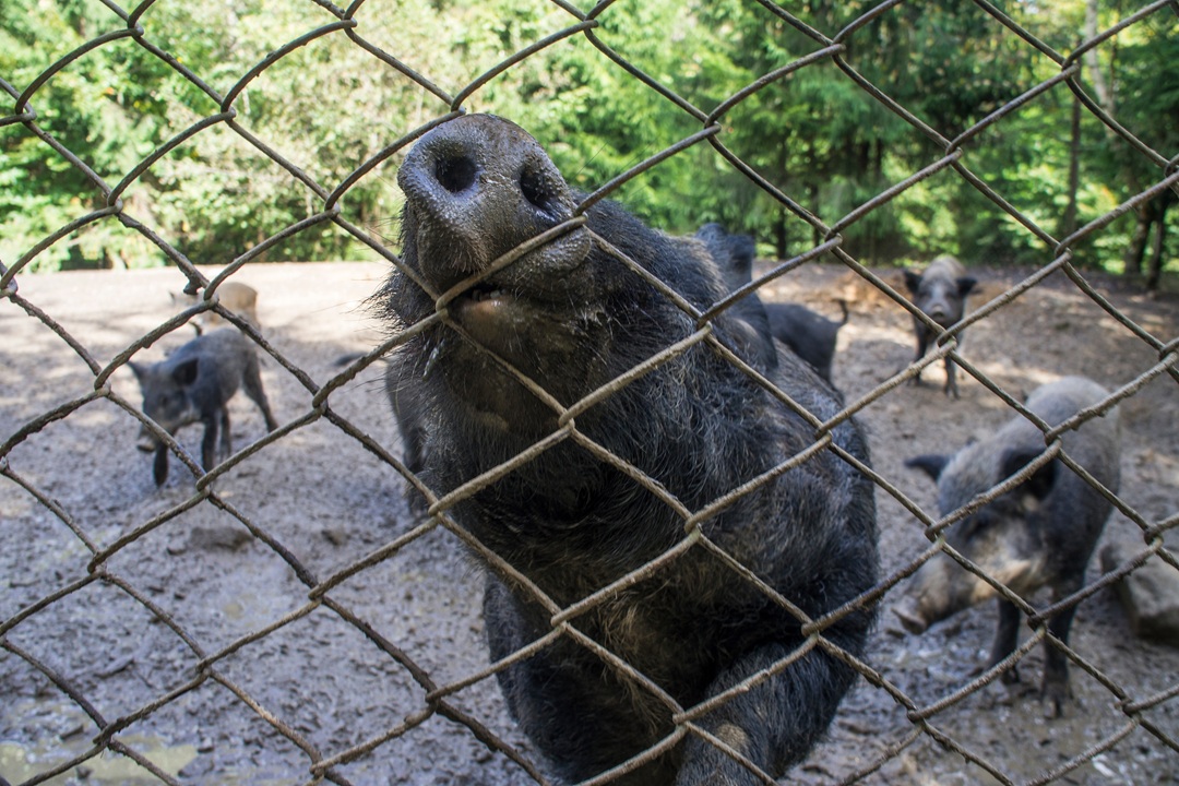 Contro la Peste suina africana e i cinghiali principali vettori, nuovo bando di Regione Lombardia da quasi 4,8 milioni per la biosicurezza