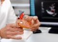 La foto mostra un modello anatomico di un cuore tenuto in mano da un medico. Foto utilizzata per articolo Policlinico di Milano tecniche mininvasive