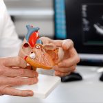 La foto mostra un modello anatomico di un cuore tenuto in mano da un medico. Foto utilizzata per articolo Policlinico di Milano tecniche mininvasive