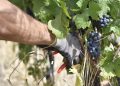 In Oltrepò Pavese vendemmia anticipata per le alte tenperature