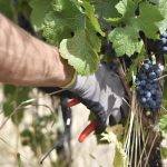 In Oltrepò Pavese vendemmia anticipata per le alte tenperature