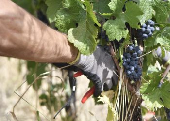 In Oltrepò Pavese vendemmia anticipata per le alte tenperature