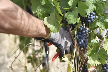 In Oltrepò Pavese vendemmia anticipata per le alte tenperature