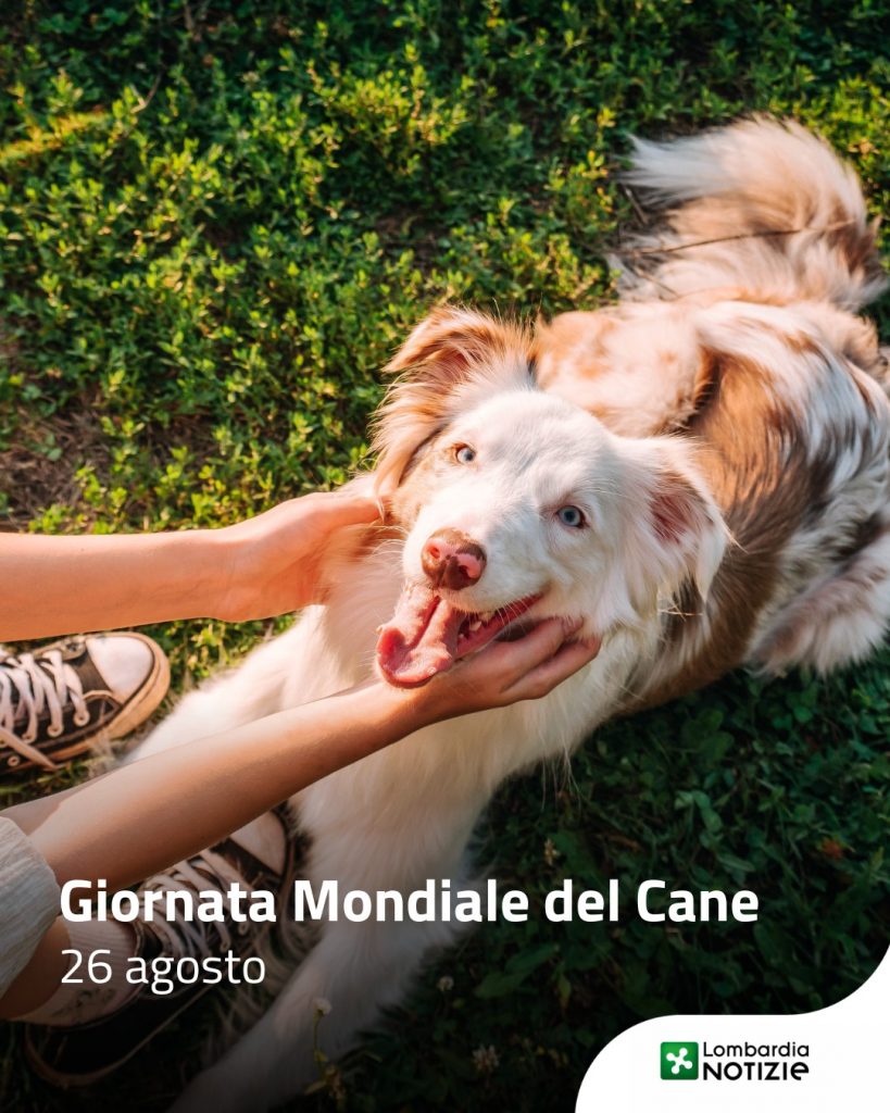 🐶 Il 26 agosto si celebra la Giornata Mondiale del Cane.
Oggi non celebriamo solo la sua straordinaria capacità di donare affetto senza chiedere nulla in cambio, ma anche il suo ruolo fondamentale al nostro fianco: nella sicurezza, nel sociale e nella vita di tutti i giorni.
Un grazie speciale a chi sa capirci senza usare le parole, lasciando un’impronta indelebile nella nostra vita, una zampa alla volta 🐾❤

#lombardianotizieonline