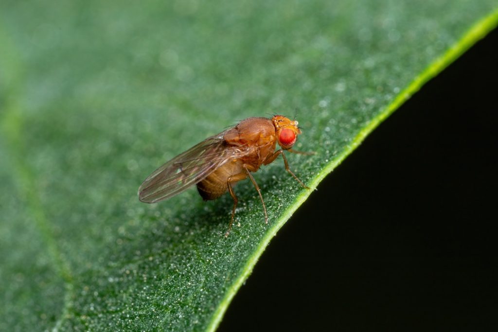 Esemplare di Drosophila suzukii, tra gli insetti nocivi che arrecano danni alle coltivazioni lombarde e contro i quali Regione stanzia oltre 2,8 milioni