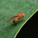 Esemplare di Drosophila suzukii, tra gli insetti nocivi che arrecano danni alle coltivazioni lombarde e contro i quali Regione stanzia oltre 2,8 milioni