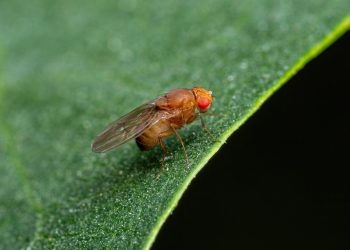 Esemplare di Drosophila suzukii, tra gli insetti nocivi che arrecano danni alle coltivazioni lombarde e contro i quali Regione stanzia oltre 2,8 milioni
