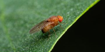 Esemplare di Drosophila suzukii, tra gli insetti nocivi che arrecano danni alle coltivazioni lombarde e contro i quali Regione stanzia oltre 2,8 milioni