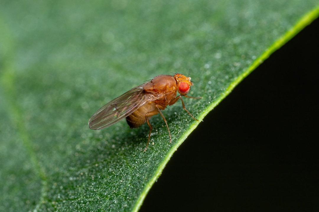 Esemplare di Drosophila suzukii, tra gli insetti nocivi che arrecano danni alle coltivazioni lombarde e contro i quali Regione stanzia oltre 2,8 milioni