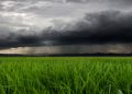 Maltempo Lombardia agosto 2026 : formalizzata da Regione Lombardia la richiesta al Governo di dichiarazione dello stato di emergenza per i danni provocati dal maltempo. L'immagine mostra un lampo tra nubi scure. In primo piano dei fili d'erba. Foto Ansa
