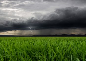 Maltempo Lombardia agosto 2026 : formalizzata da Regione Lombardia la richiesta al Governo di dichiarazione dello stato di emergenza per i danni provocati dal maltempo. L'immagine mostra un lampo tra nubi scure. In primo piano dei fili d'erba. Foto Ansa