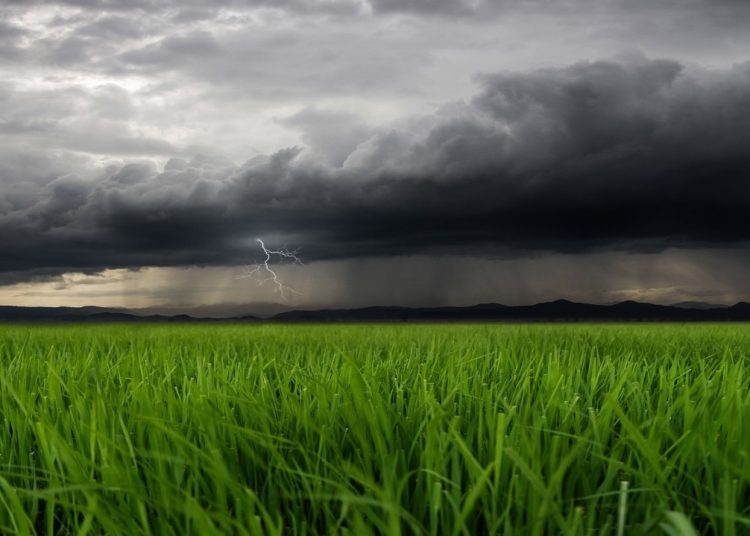 Maltempo Lombardia agosto 2026 : formalizzata da Regione Lombardia la richiesta al Governo di dichiarazione dello stato di emergenza per i danni provocati dal maltempo. L'immagine mostra un lampo tra nubi scure. In primo piano dei fili d'erba. Foto Ansa
