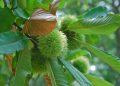 Anche il castagno rientra tra i progetti per la tutela dell'agribiodiversità finanziati da Regione Lombardia
