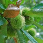 Anche il castagno rientra tra i progetti per la tutela dell'agribiodiversità finanziati da Regione Lombardia