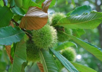 Anche il castagno rientra tra i progetti per la tutela dell'agribiodiversità finanziati da Regione Lombardia