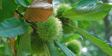 Anche il castagno rientra tra i progetti per la tutela dell'agribiodiversità finanziati da Regione Lombardia