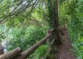 Per i servizi ambientali dei Consorzi forestalidella Lombardia in arrivo quasi 1 milione di euro