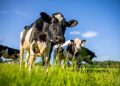 Per le aziende agricole lombarde oltre 32 milioni per la sostenibilità sul fronte ambiente e per il benessere animale