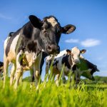 Per le aziende agricole lombarde oltre 32 milioni per la sostenibilità sul fronte ambiente e per il benessere animale