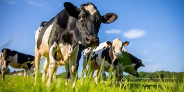 Per le aziende agricole lombarde oltre 32 milioni per la sostenibilità sul fronte ambiente e per il benessere animale