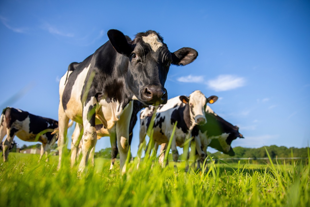 Per le aziende agricole lombarde oltre 32 milioni per la sostenibilità sul fronte ambiente e per il benessere animale