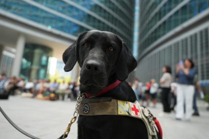 L'immagine mostra un cane guida in piazza Città di Lombardia