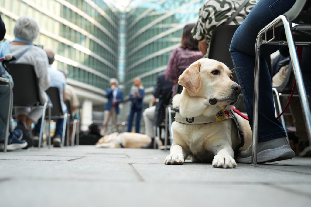 Un cane guida ai piedi del suo padrone non vedente in piazza Città di Lombardia