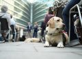 Un cane guida ai piedi del suo padrone non vedente in piazza Città di Lombardia