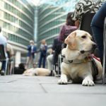 Un cane guida ai piedi del suo padrone non vedente in piazza Città di Lombardia