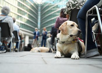 Un cane guida ai piedi del suo padrone non vedente in piazza Città di Lombardia
