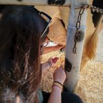 Domenica 27 settembre 2026 in Lombardia torna la proposta delle Fattorie didattiche a porte aperte (foto Stefabo Chiacchiarini '74 / Shutterstock)