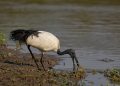 Lombardia ha autorizzato il prelievo in deroga dell’Ibis sacro