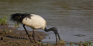 Lombardia ha autorizzato il prelievo in deroga dell’Ibis sacro
