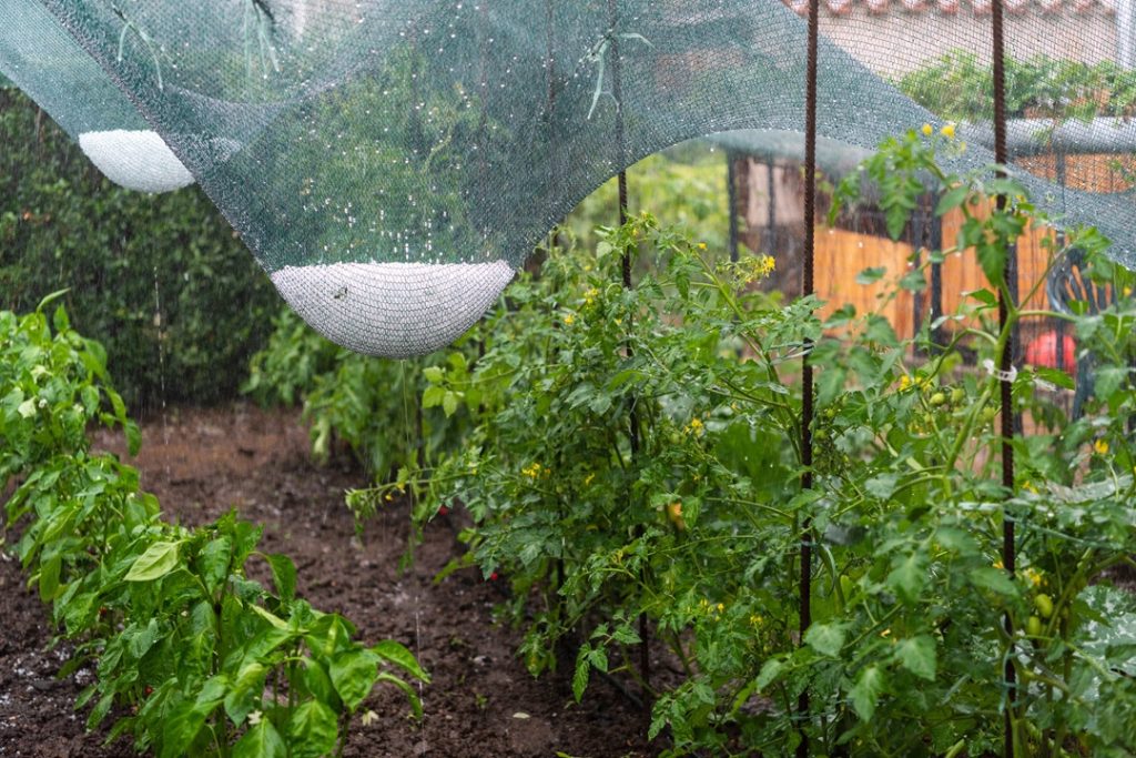 Per i danni agricoli da maltempo registrati a luglio in provincia di mantova la Giunta regionale ha chiesto al Governo il riconoscimento dell'eccezionalità del fatto