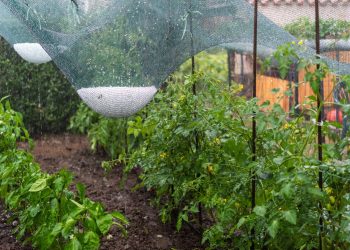 Per i danni agricoli da maltempo registrati a luglio in provincia di mantova la Giunta regionale ha chiesto al Governo il riconoscimento dell'eccezionalità del fatto